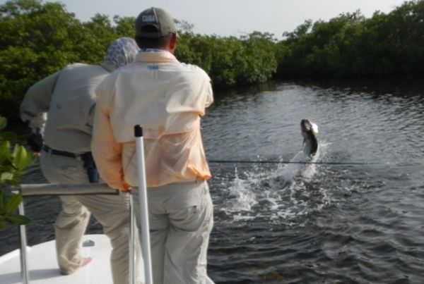 Fly-fishing Situation of Tarpon - Image shared by David Cowes – Fly dreamers
