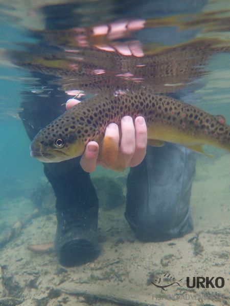Fly-fishing Picture of Brown trout shared by Uros Kristan – Fly dreamers