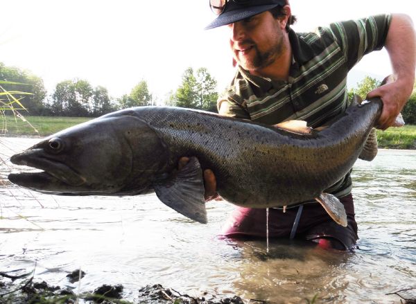 Nicholas Ferentzi 's Fly-fishing Picture of a Danube Salmon - Hucho Hucho – Fly dreamers 