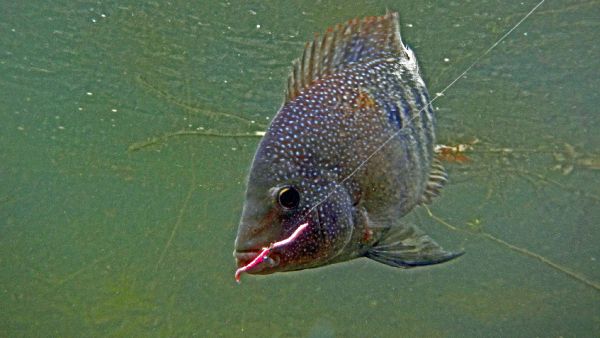 Sam Godfrey 's Fly-fishing Pic of a Rio Grande Cichlid - Texas Cichlid – Fly dreamers 
