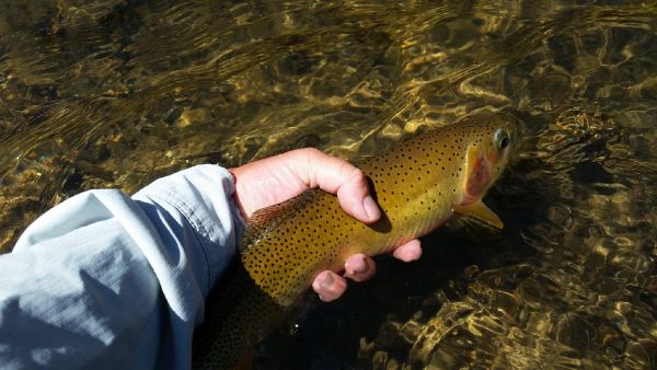 Chris Andersen 's Fly-fishing Pic of a Cutthroat – Fly dreamers 