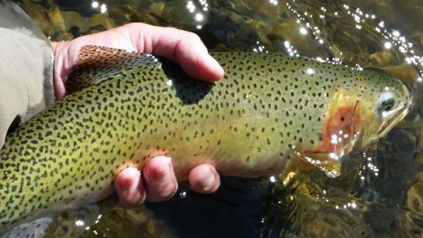 Chris Andersen 's Fly-fishing Photo of a Cutthroat – Fly dreamers 