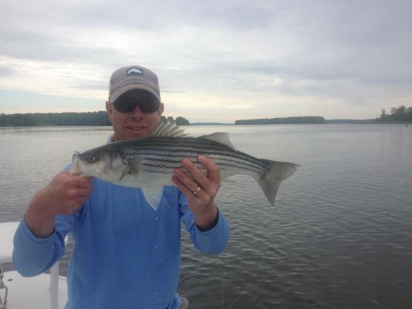 Fly-fishing Photo of Striper shared by Chris Andersen – Fly dreamers 
