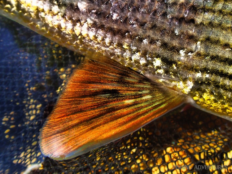 Grayling from the river Unica - pelvic fin