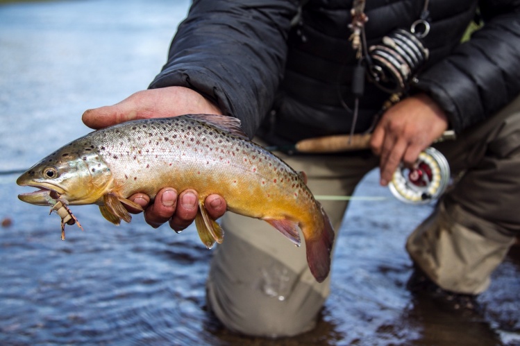 Patagonian brown trout are so ferocious that even mid-size trout take size #2 and #4 beatle patterns --- Las truchas Patagonicas son tan voraces que incluso las de tamaño mediano toman imitaciones de escarabajo tamaño 2# y #4.
