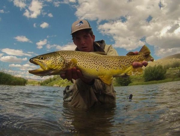 Fly-fishing Pic of Brown trout shared by Rudy Babikian – Fly dreamers 