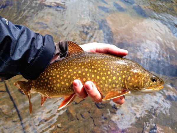 Fly-fishing Photo of Lake trout shared by Brecon Powell – Fly dreamers 
