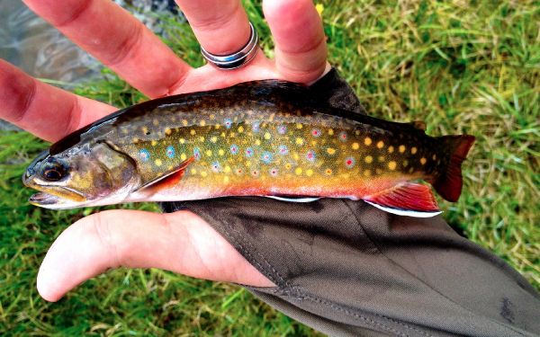 Fly-fishing Photo of Brook trout shared by Brecon Powell – Fly dreamers 