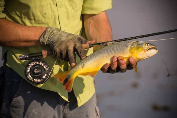 Golden Dorado Fly-fishing Situation – Lucas Matias De Zan shared this Interesting Image in Fly dreamers 