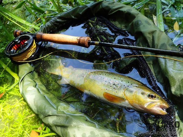 Fly-fishing Pic of European brown trout shared by Uros Kristan – Fly dreamers 