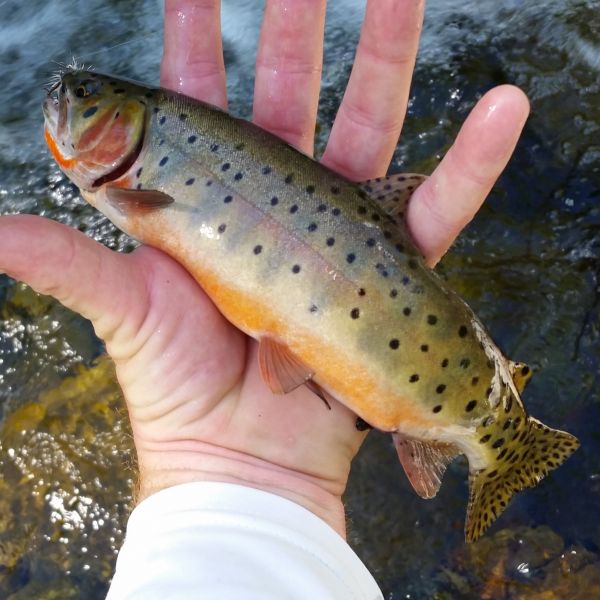 Fly-fishing Picture of Cutthroat shared by Dan Frasier – Fly dreamers