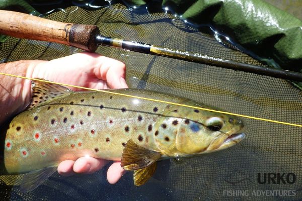 Uros Kristan 's Fly-fishing Catch of a Brown trout – Fly dreamers 