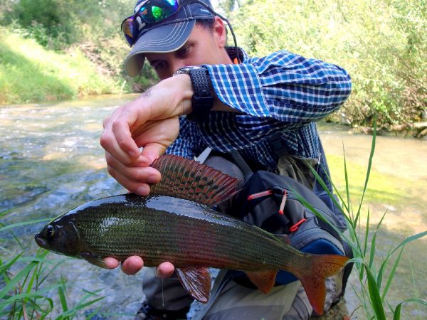 Fly-fishing Picture of Grayling shared by Jure Ušeničnik Schifferstein – Fly dreamers