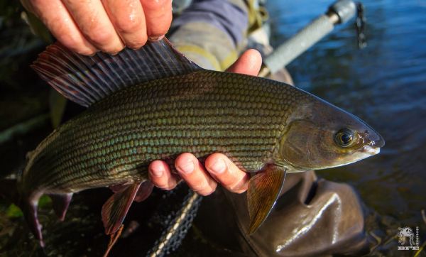 Fly-fishing Picture of Grayling shared by Black Fly Eyes Flyfishing – Fly dreamers