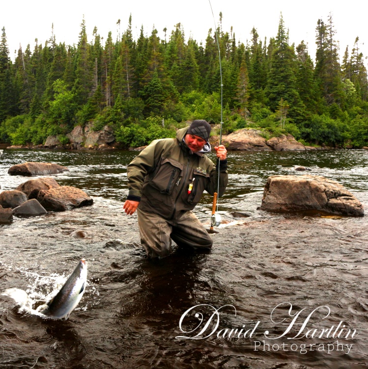 Atlantic Salmon in Newfoundland #davidhartlinguiding