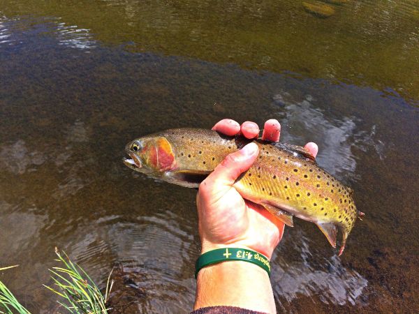 Max Sisson 's Fly-fishing Photo of a Oncorhynchus clarkii henshawi – Fly dreamers 
