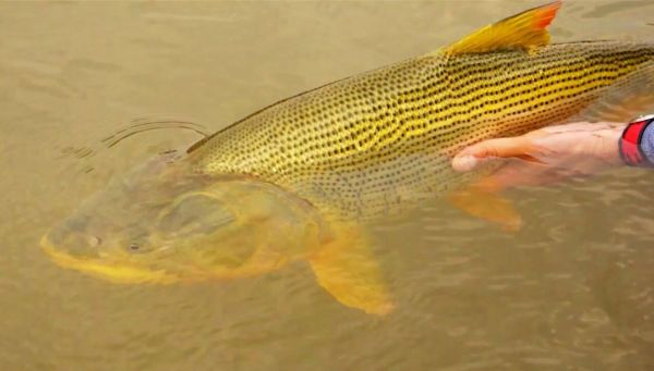 Golden Dorado Fly-fishing Situation – Chip Drozenski shared this () Image in Fly dreamers 