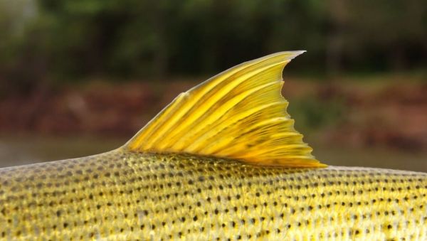 Good Fly-fishing Situation of Golden Dorado shared by Chip Drozenski 