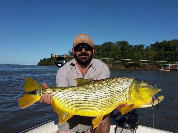 Golden Dorado Fly-fishing Situation – Chip Drozenski shared this Interesting Pic in Fly dreamers 