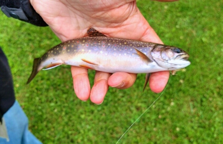 Wild brookies right in the backyard of our chalet.......