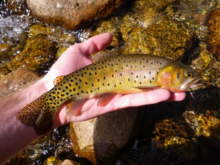 The much sought after greenback cutthroat trout. From lower bear creek in Colorado Springs 