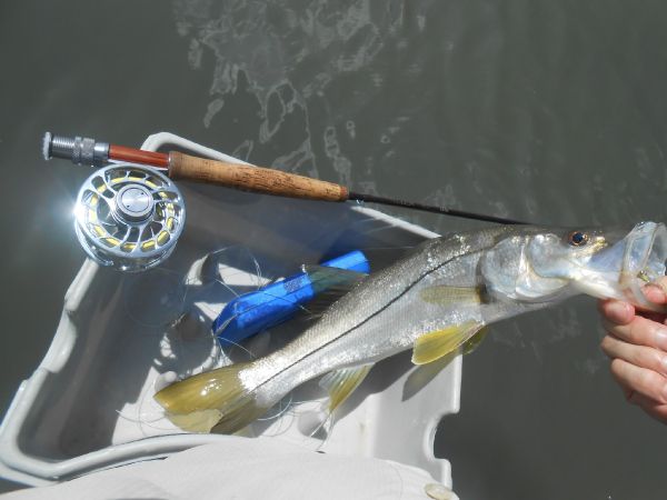 Fly-fishing Image of Snook - Robalo shared by David Bullard – Fly dreamers