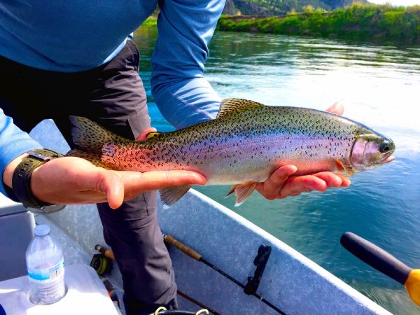 Tom Goodwin 's Fly-fishing Pic of a Rainbow trout – Fly dreamers 