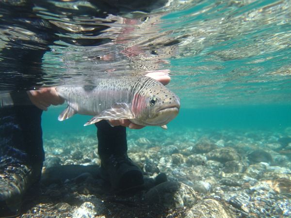 Fly-fishing Picture of Rainbow trout shared by Andes Drifters – Fly dreamers