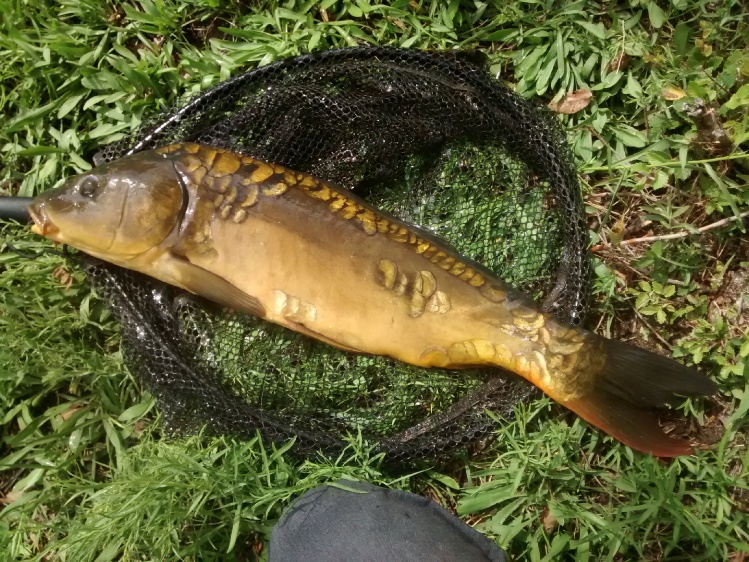 Not my first one, but a first from this particular water. Mirror carp - can't decide if they're uglier or prettier. ;)