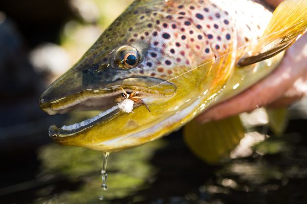 Andes Drifters 's Fly-fishing Image of a Brown trout – Fly dreamers 
