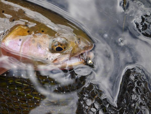 Luke Alder 's Fly-fishing Picture of a Cutthroat – Fly dreamers 