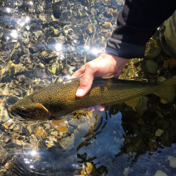 Greg Rieben 's Fly-fishing Catch of a Cutthroat – Fly dreamers 