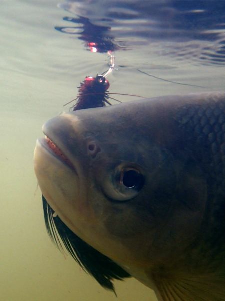 Fly-fishing Pic of Pira Pita shared by Andes Drifters – Fly dreamers 