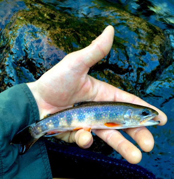 Fly-fishing Picture of Brook trout shared by David Henslin – Fly dreamers