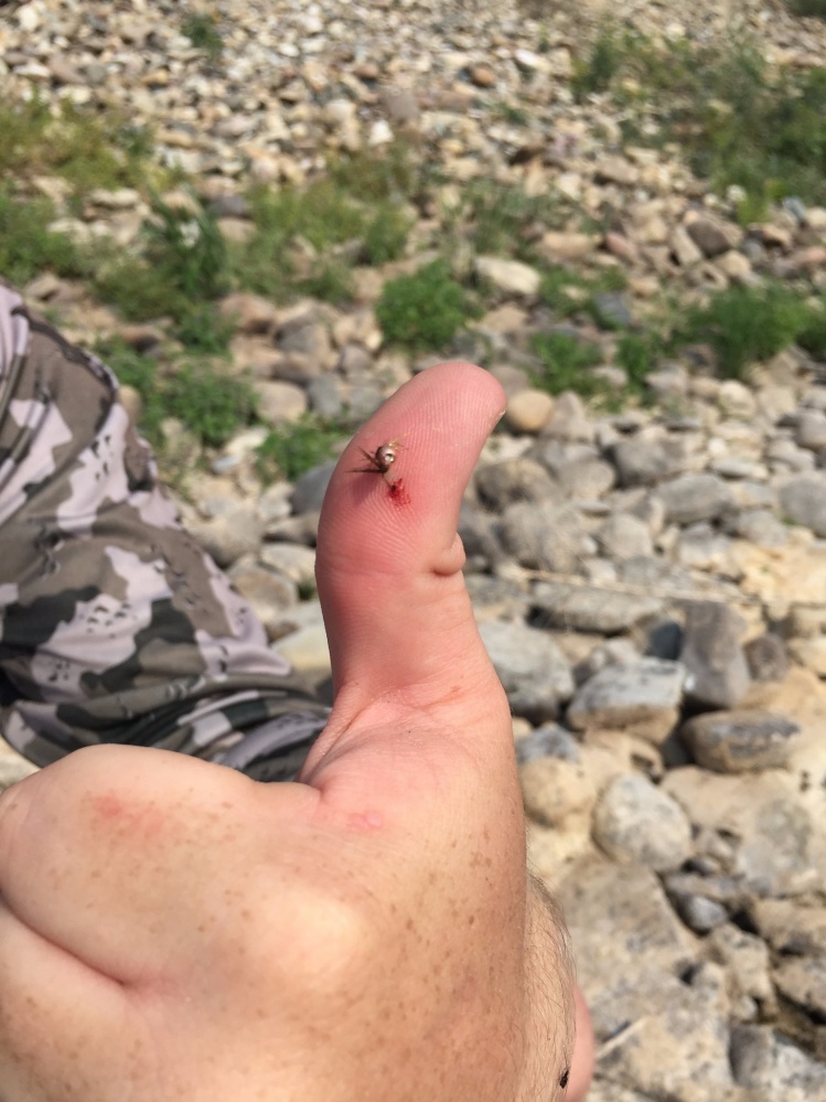 Mountain Whitefish came off a little early and shot this small nymph in my buddy's thumb!