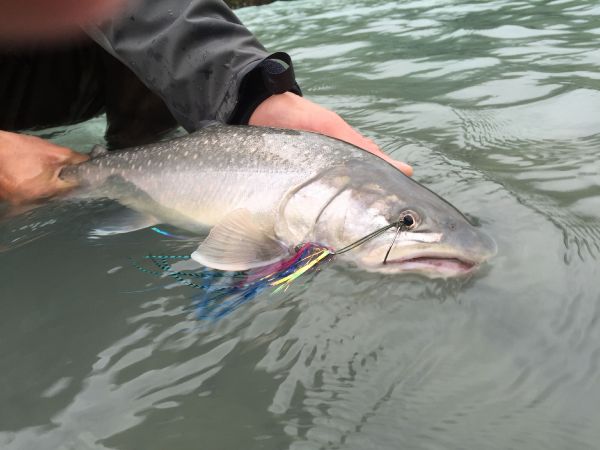 Fly-fishing Pic of Bull trout shared by Kevin Hardman – Fly dreamers 