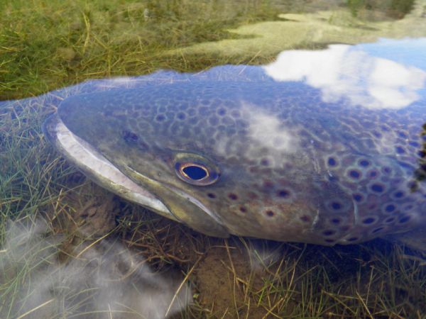 Andes Drifters 's Fly-fishing Picture of a Brown trout – Fly dreamers 
