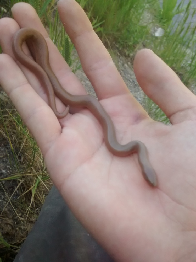 Found a Rubber Boa while fishing. These snakes spend most of their time underground and are rarely seen