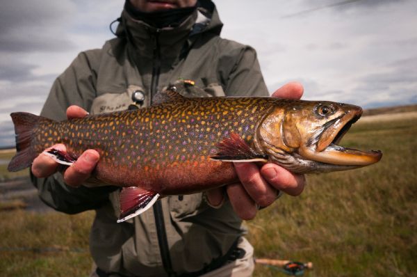 Juan Manuel Biott 's Fly-fishing Picture of a Brook trout – Fly dreamers 