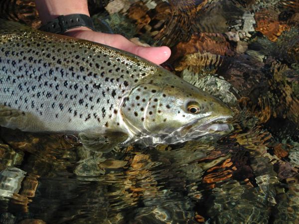 Marcelo Morales 's Fly-fishing Pic of a Brown trout – Fly dreamers 