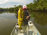 Huge Açu-pinima Peacock Bass