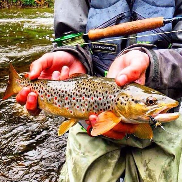 Kyle Reid 's Fly-fishing Catch of a Brown trout – Fly dreamers 