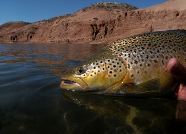 Fly-fishing Image of Brown trout shared by Andes Drifters – Fly dreamers