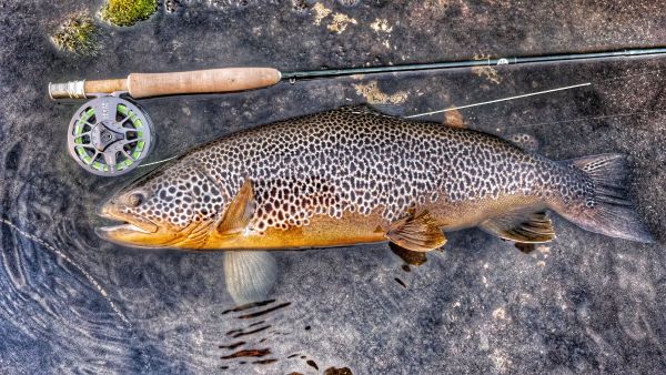 Trond Kjærstad 's Fly-fishing Pic of a Marrones – Fly dreamers 