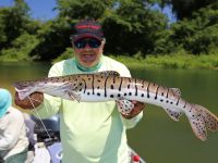 Shovelnose tiger catfish (Cachara) caught on a streamer with sinking tip line