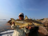 The Jau, a fish which can grow up to 200 Lb.