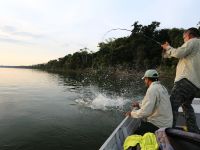 Hard fight with Redtail catfish