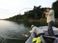 After 20 minutes more the Redtail catfish finally raises.