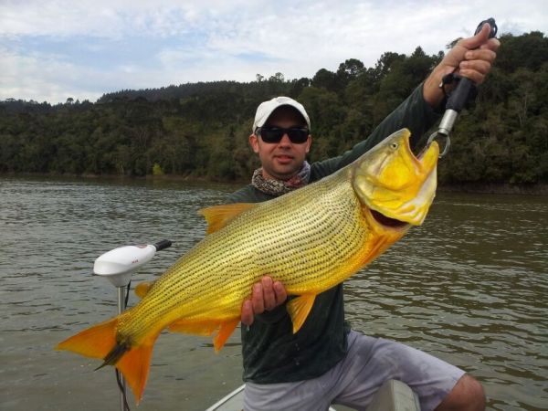 Ronaldo Almeida 's Fly-fishing Pic of a Golden Dorado – Fly dreamers 