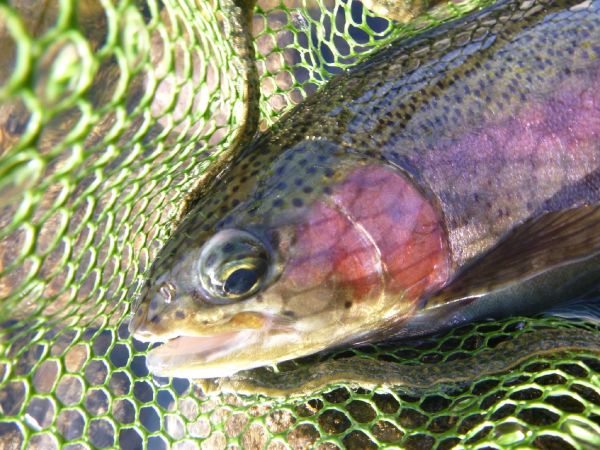 Luke Alder 's Fly-fishing Photo of a Rainbow trout – Fly dreamers 